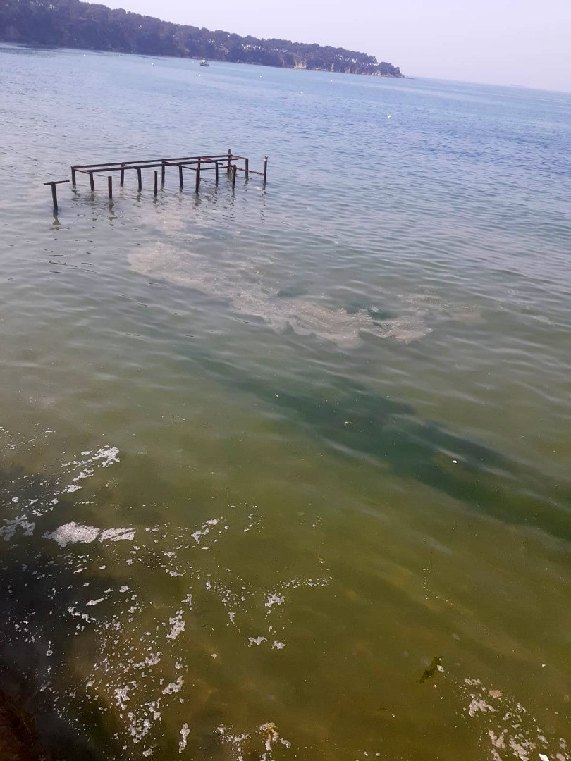 Büyükada'da müsilaj paniği - Resim: 6