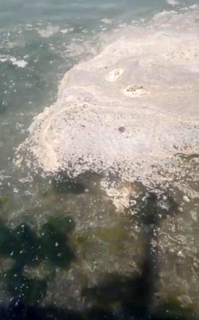 Büyükada'da müsilaj paniği - Resim: 1