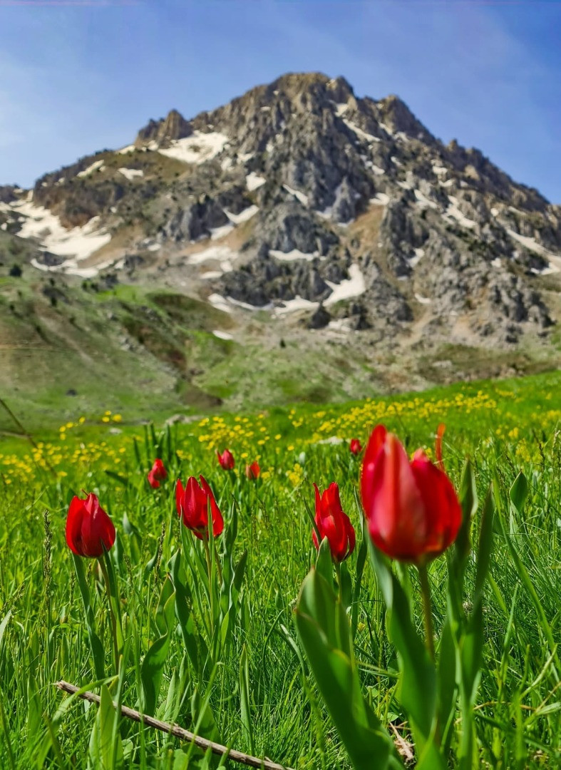 Baharın renkleri yaylaları süsledi. Cennetten bir köşe gibi - Resim: 3