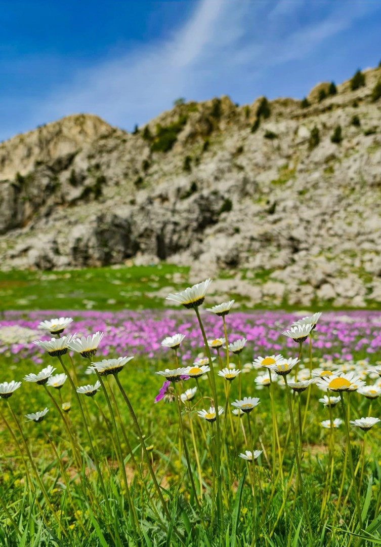 Baharın renkleri yaylaları süsledi. Cennetten bir köşe gibi - Resim: 2