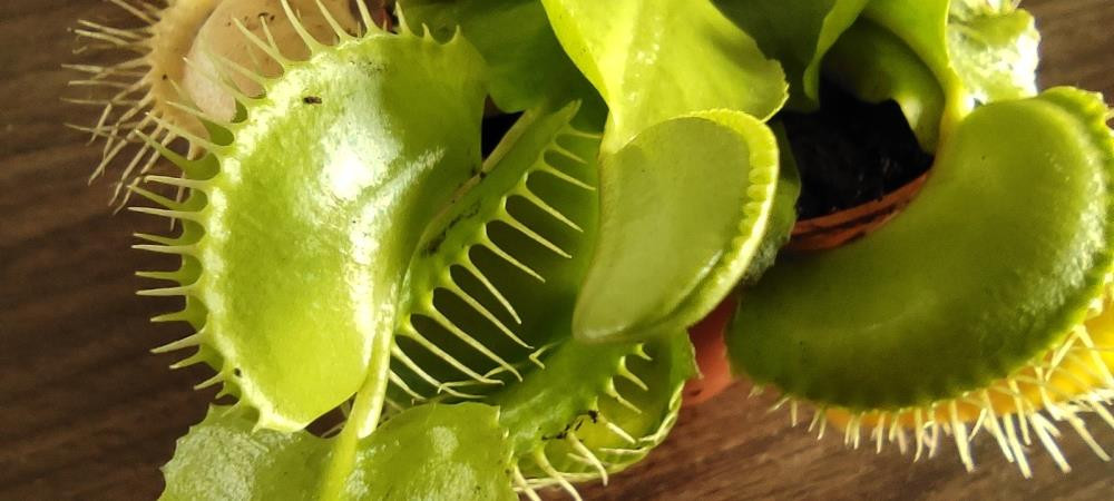 Yurt dışından getirdi yok satıyor. Sadece sinek ve böcekle besleniyor - Resim: 2