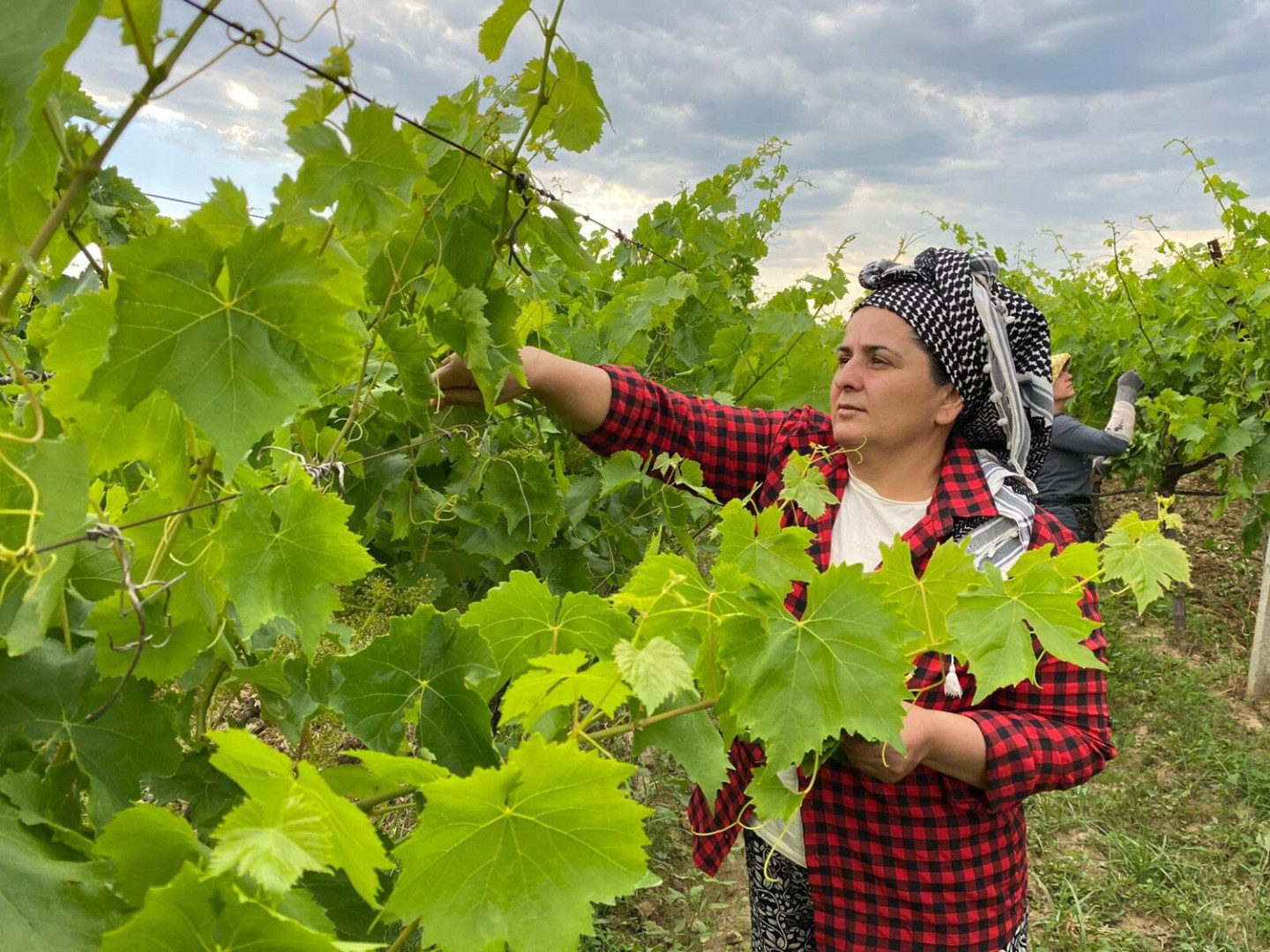 Gündüz üzüm bağında, akşam halı sahada - Resim: 3