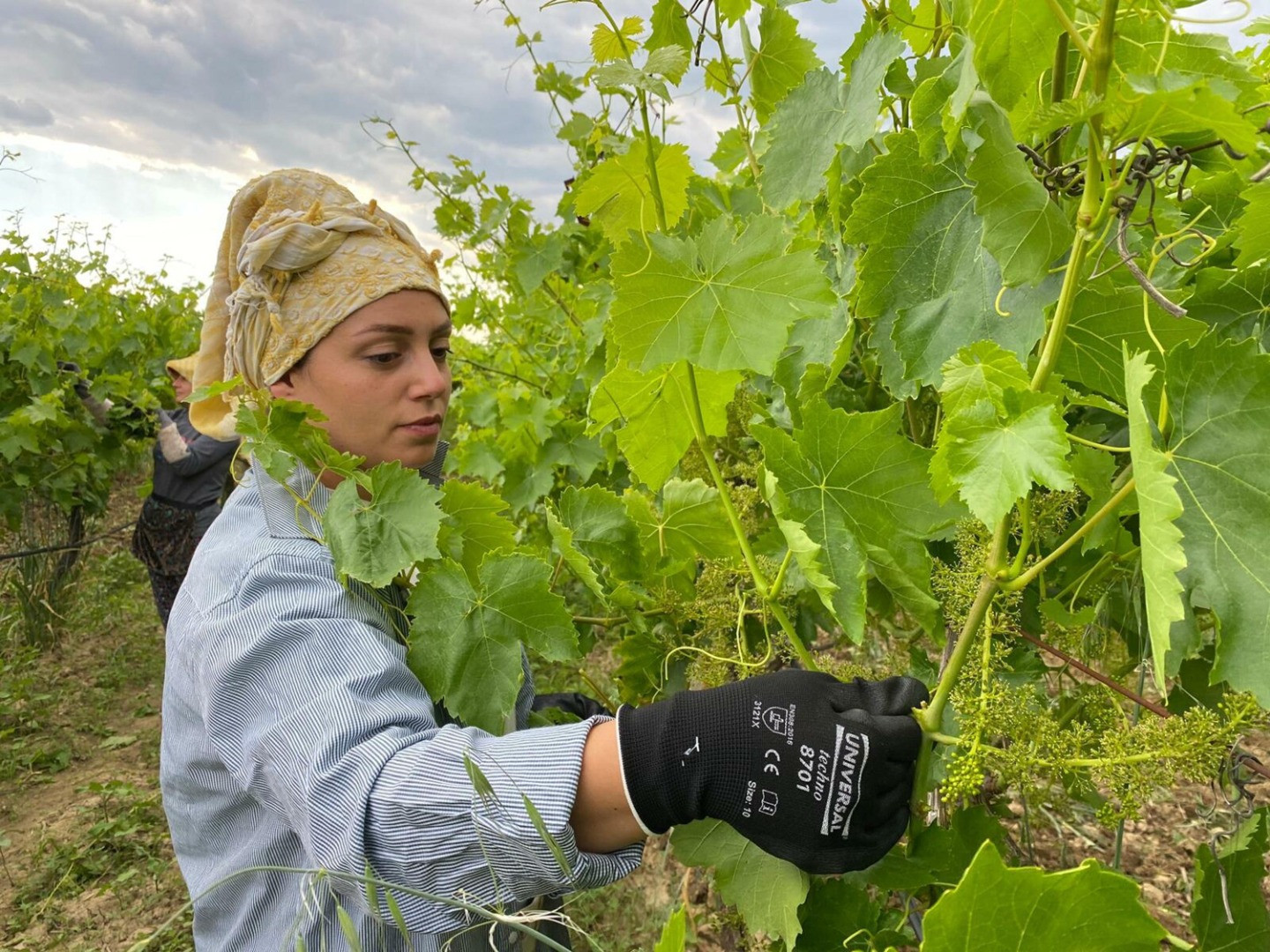 Gündüz üzüm bağında, akşam halı sahada - Resim: 7