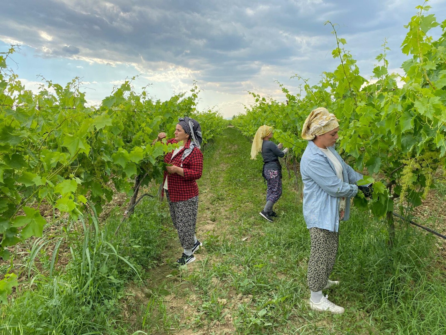 Gündüz üzüm bağında, akşam halı sahada - Resim: 2