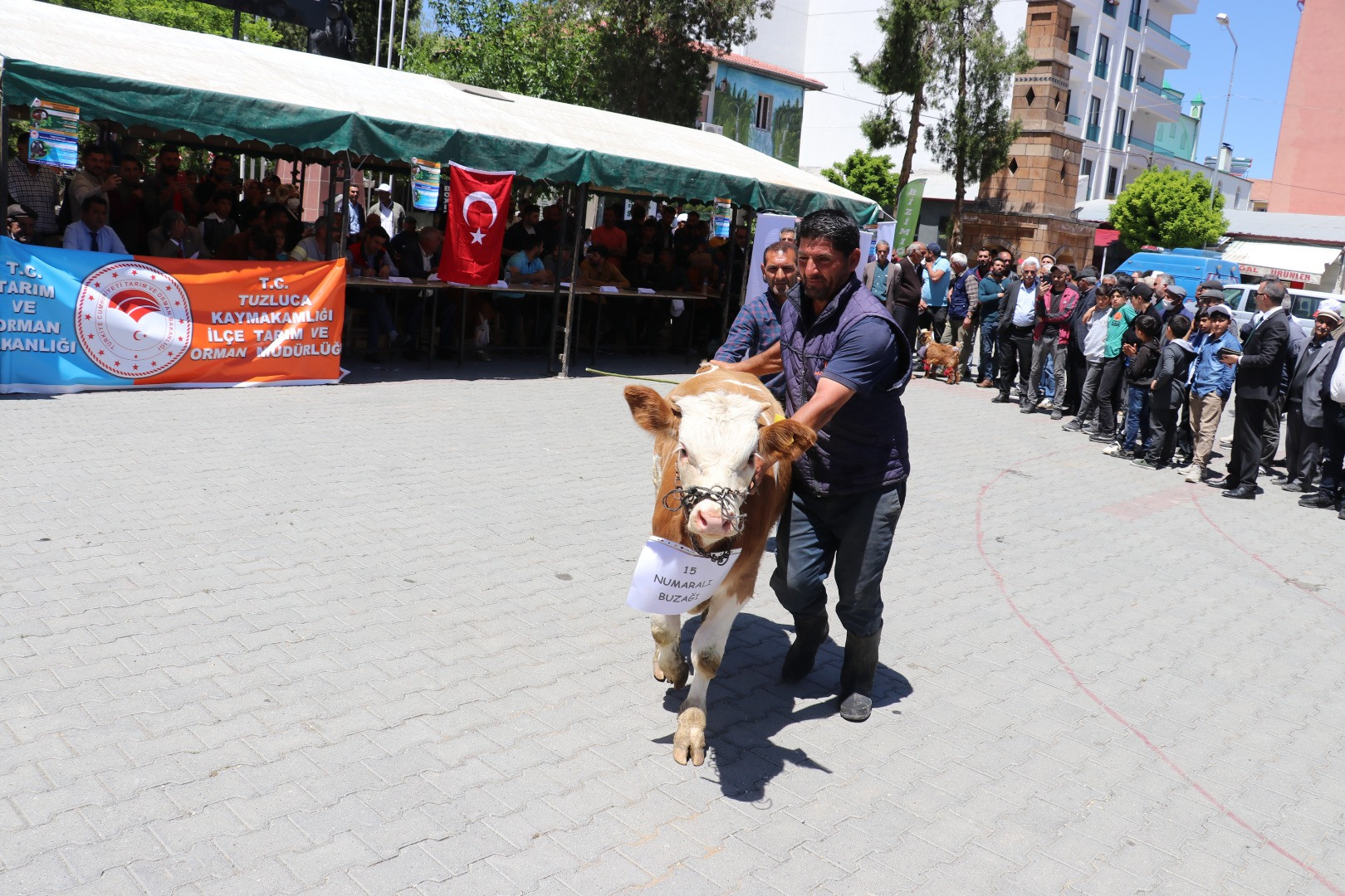'En Güzel Buzağı Yarışması' renkli görüntüler oluşturdu - Resim: 4