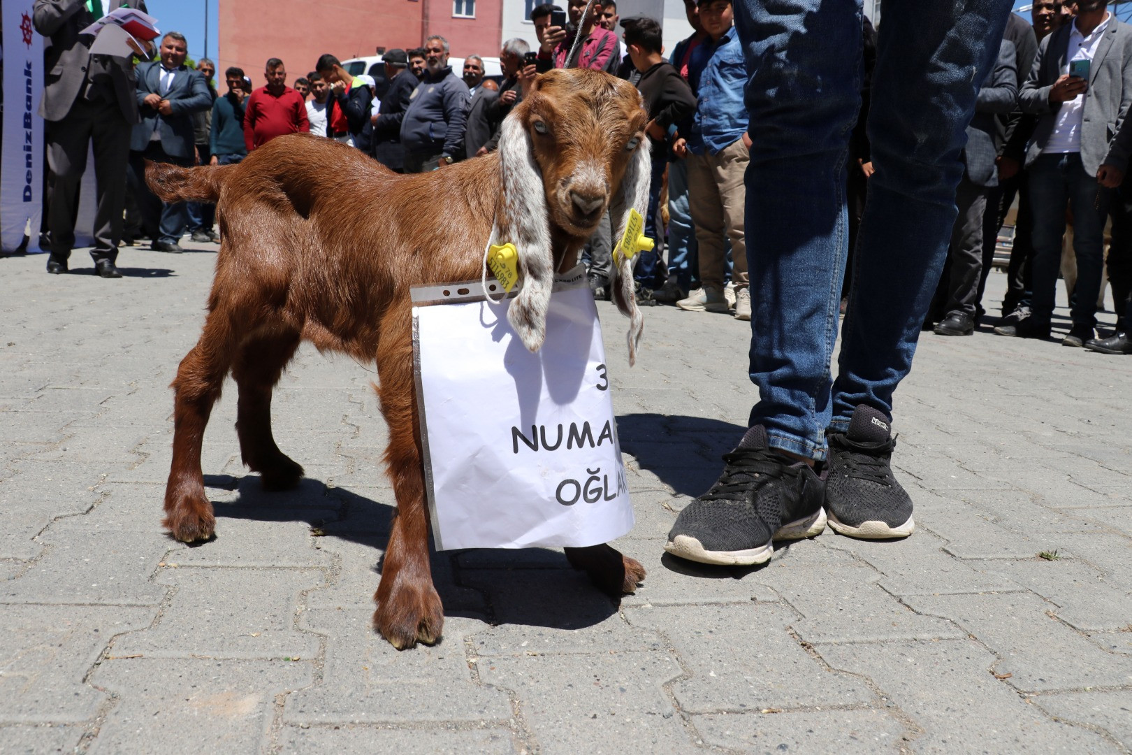 'En Güzel Buzağı Yarışması' renkli görüntüler oluşturdu - Resim: 2