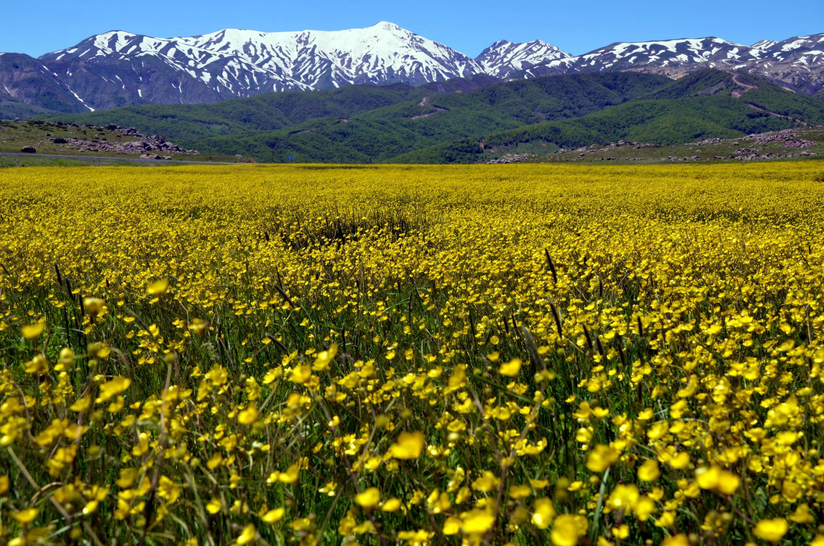 Muş Ovası baharın renklerine büründü - Resim: 8
