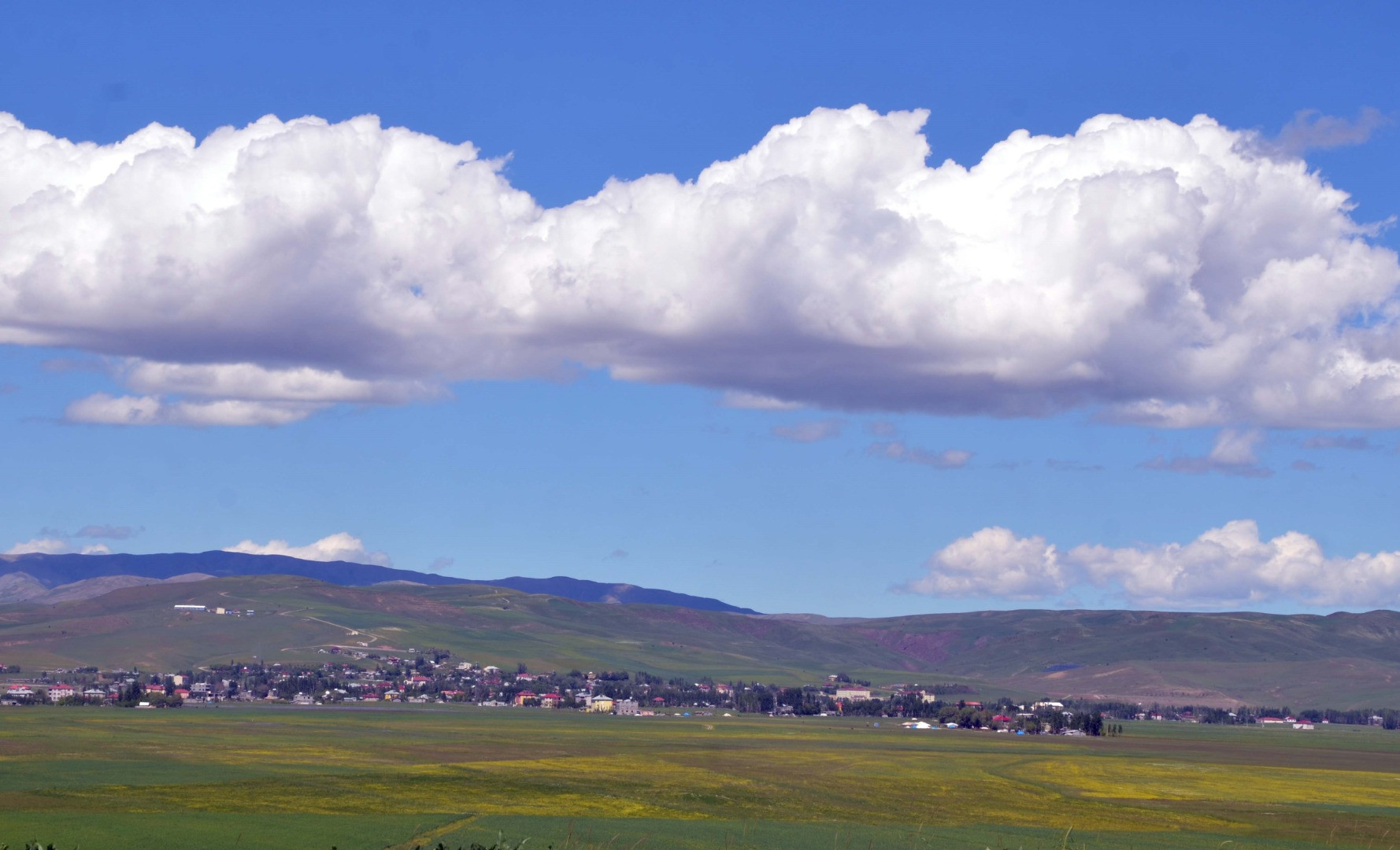 Muş Ovası baharın renklerine büründü - Resim: 1