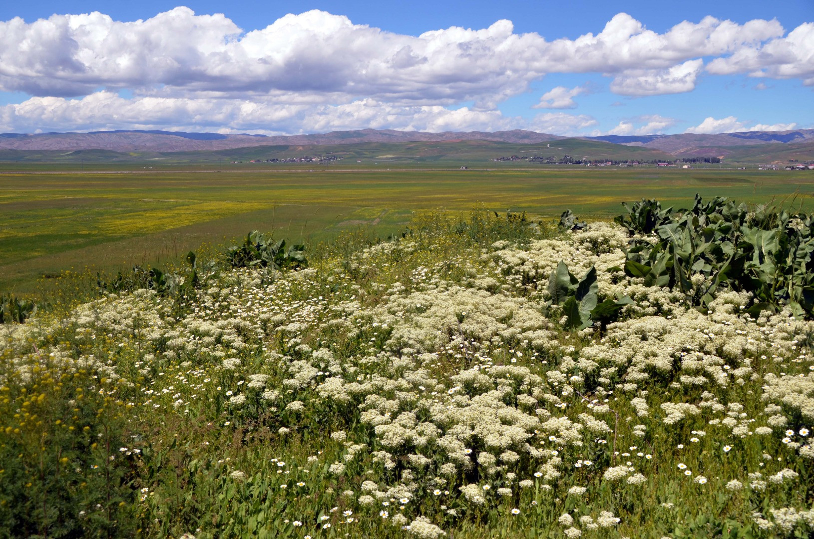 Muş Ovası baharın renklerine büründü - Resim: 4