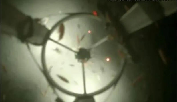 Dünyanın derinliklerinde gizli yaşam. Yerin yüzlerce metre altında şaşırtan manzara - Resim: 4