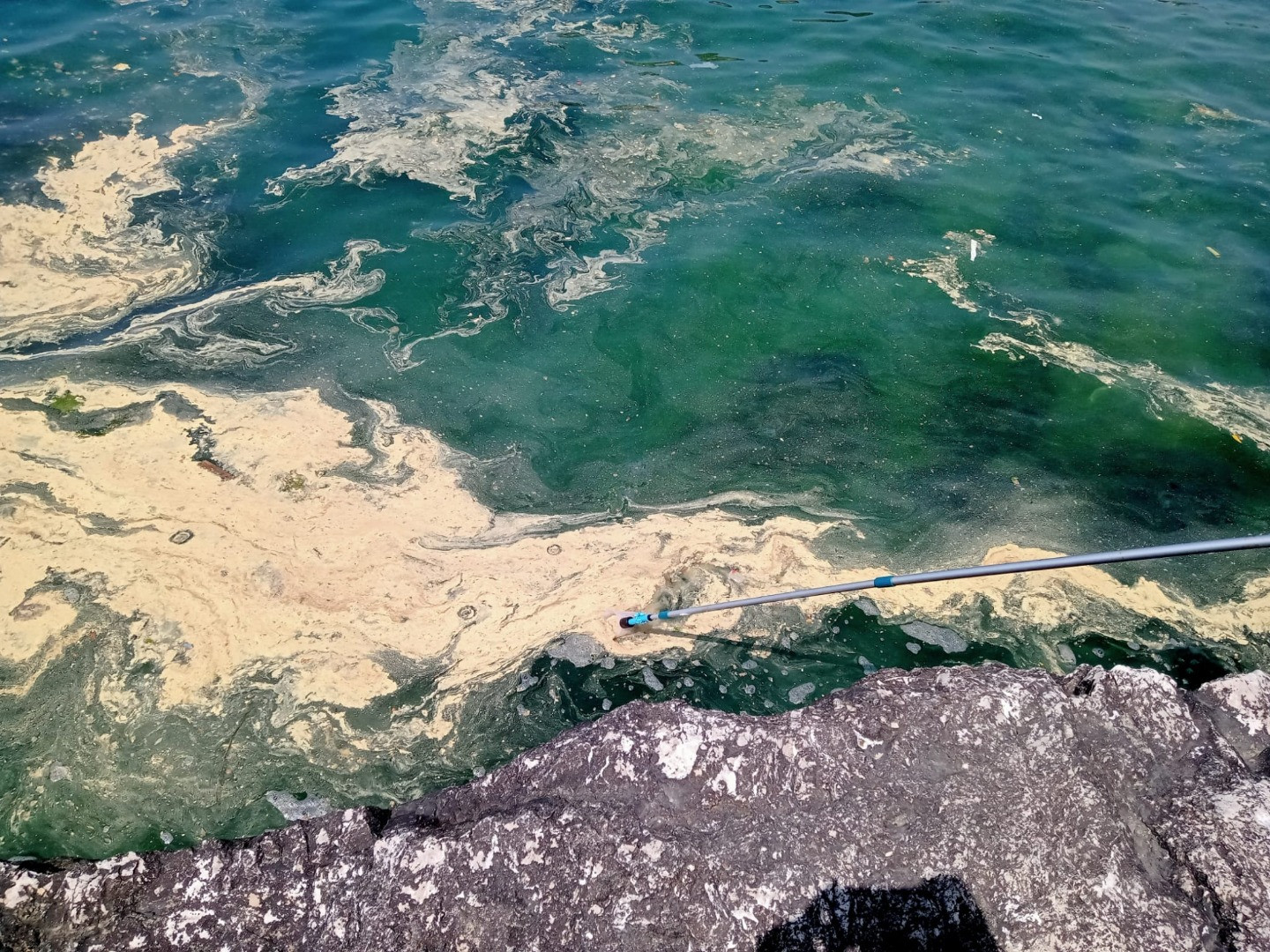 Karadeniz'de korkutan görüntü. Deniz yüzeyi sarıya boyandı. Gerçek çok geçmeden ortaya çıktı - Resim: 3