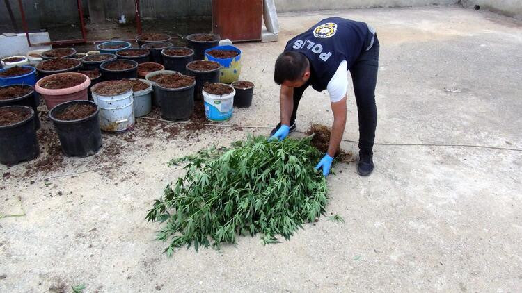 Kümesten 35 kök Hint keneviri çıktı! ‘Kullanmak için’ dedi... - Resim: 8