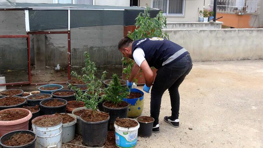 Kümesten 35 kök Hint keneviri çıktı! ‘Kullanmak için’ dedi... - Resim: 11