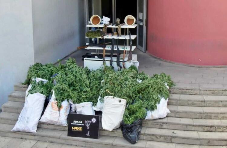 Kümesten 35 kök Hint keneviri çıktı! ‘Kullanmak için’ dedi... - Resim: 4