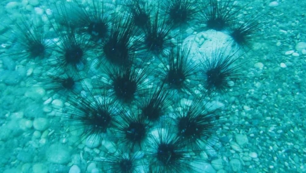 Bulgar asıllı kahin Baba Vanga'nın yeni kehanetleri tüyler ürpertti - Resim: 26