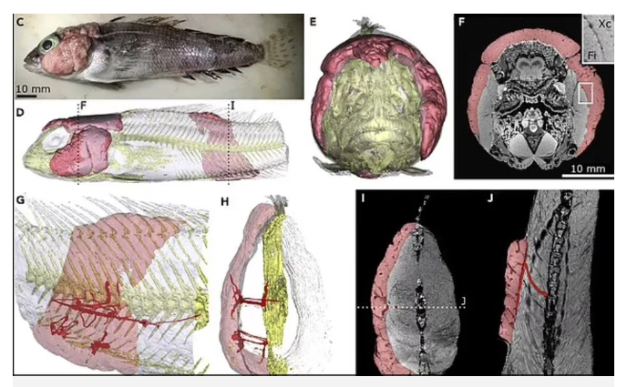 Balıklar kanser oldu: Yayılma ve bulaşmada etkili olabilir - Resim: 2