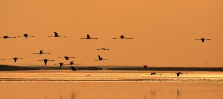 Flamingo cennetinde büyüleyen manzara - Resim: 12