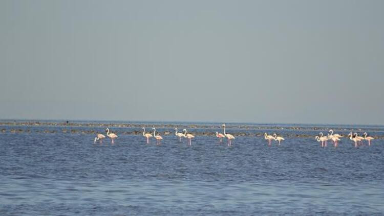 Flamingo cennetinde büyüleyen manzara - Resim: 13