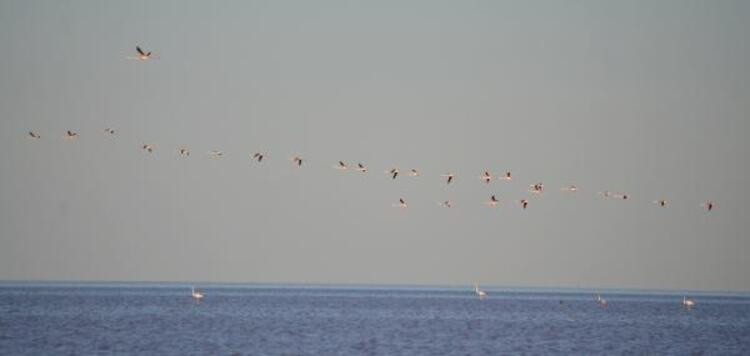 Flamingo cennetinde büyüleyen manzara - Resim: 4