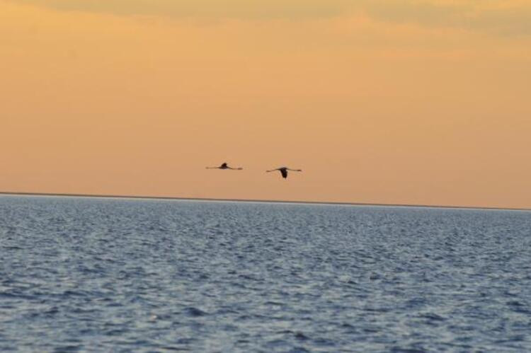 Flamingo cennetinde büyüleyen manzara - Resim: 6