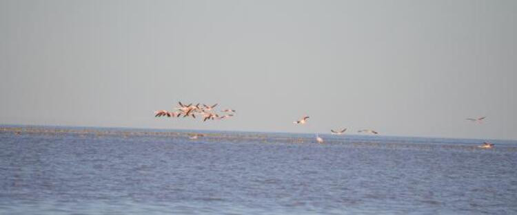 Flamingo cennetinde büyüleyen manzara - Resim: 3