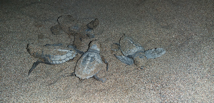 Caretta caretta yavruları mavi sularla buluşmaya başladı - Resim: 1