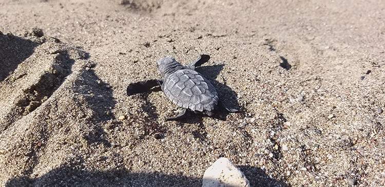 Caretta caretta yavruları mavi sularla buluşmaya başladı - Resim: 2