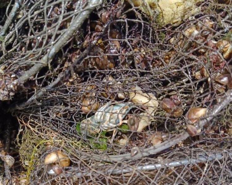 Hirfanlı'da 'hayalet ağ' katliamı! Deniz altında ölüm saçıyorlar…. - Resim: 2