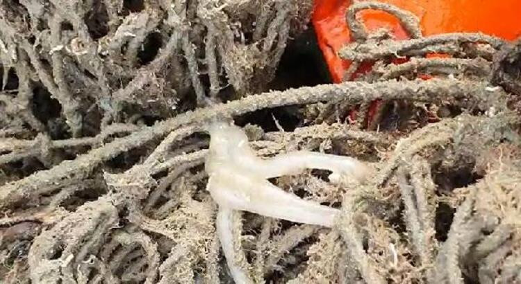 Hirfanlı'da 'hayalet ağ' katliamı! Deniz altında ölüm saçıyorlar…. - Resim: 12