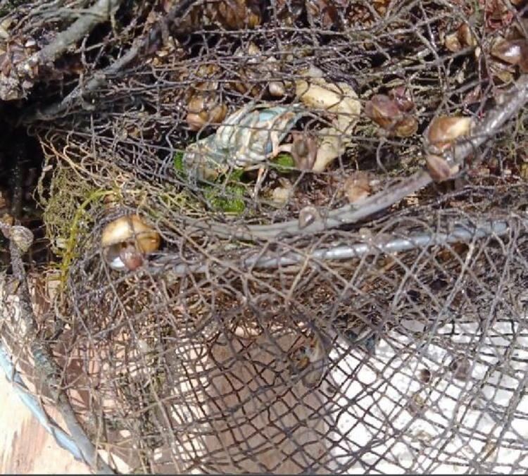 Hirfanlı'da 'hayalet ağ' katliamı! Deniz altında ölüm saçıyorlar…. - Resim: 8