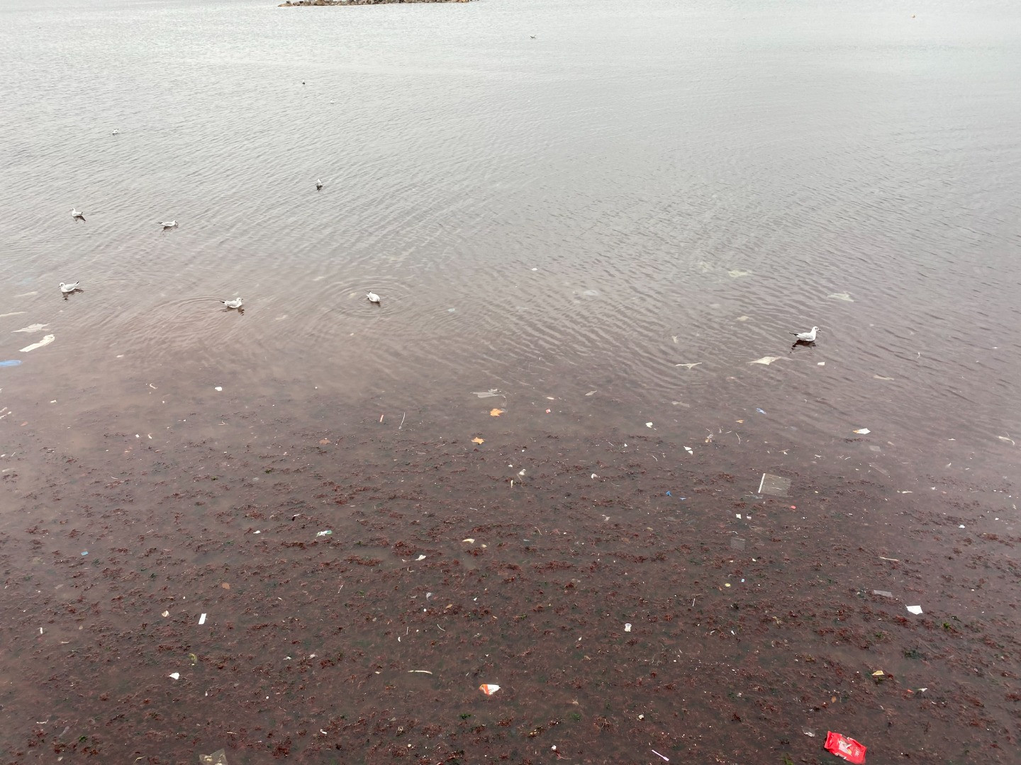 Lodos vurdu deniz kirliliği ortaya çıktı. Sahili plastik atıklar kapladı - Resim: 2