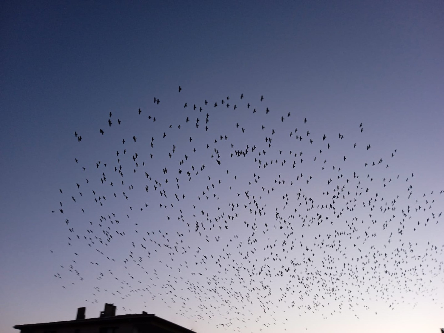 Balıkesir'de sığırcık kuşlarından görsel şölen - Resim: 3