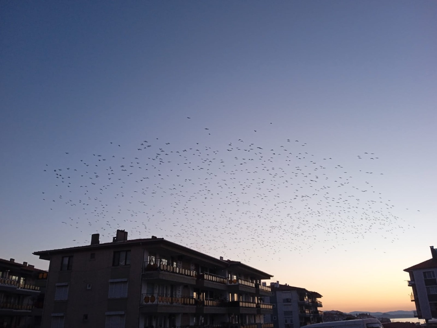 Balıkesir'de sığırcık kuşlarından görsel şölen - Resim: 2