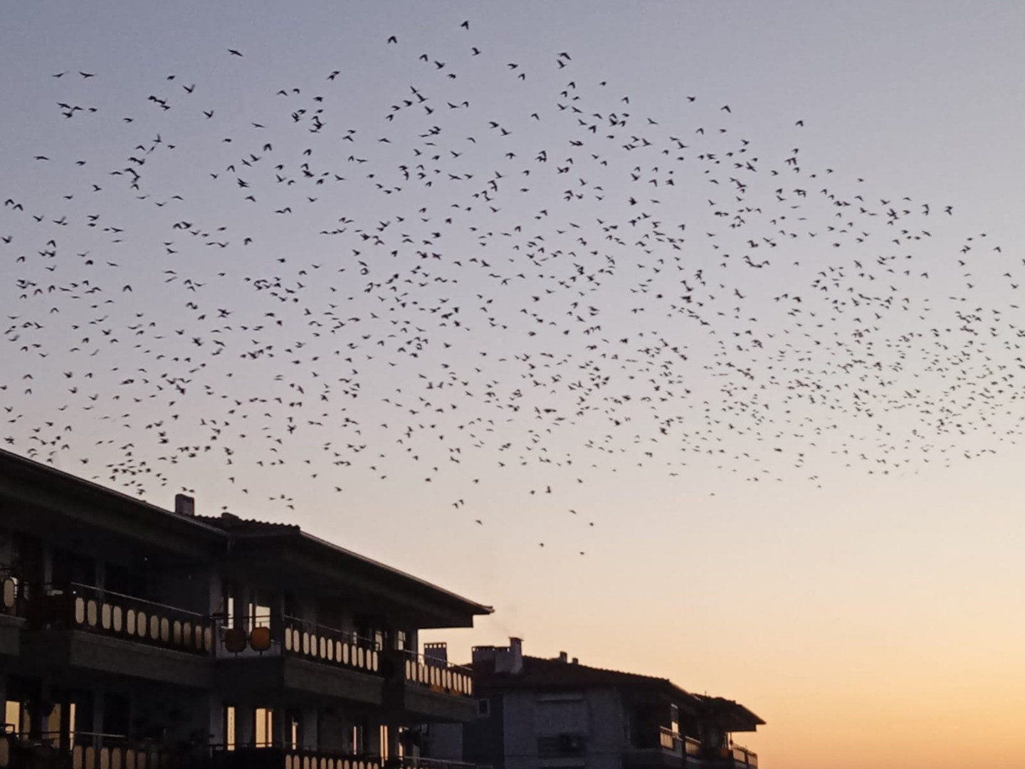Balıkesir'de sığırcık kuşlarından görsel şölen - Resim: 1