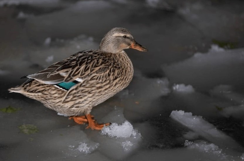 Kuğulu Park'taki havuz buz tuttu - Resim: 2