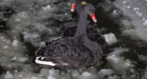 Kuğulu Park'taki havuz buz tuttu - Resim: 1